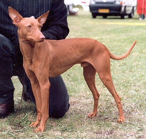 Cirneco dell'Etna — a Hound (AKC) breed