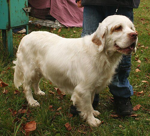 Clumber Spaniel — a Sporting (AKC) breed