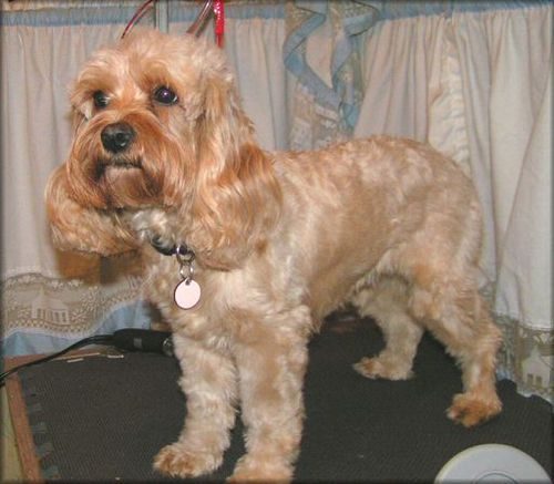 Cockapoo (Cocker Spaniel × Poodle) — a Hybrid — not recognised breed