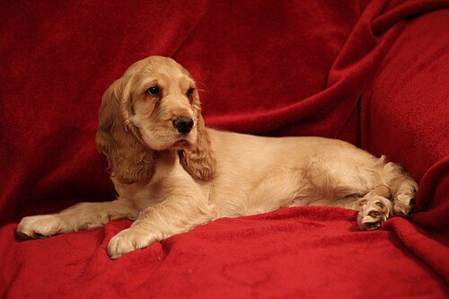 Cocker Spaniel (English) — a Sporting (AKC); Gun Dog (KC) breed