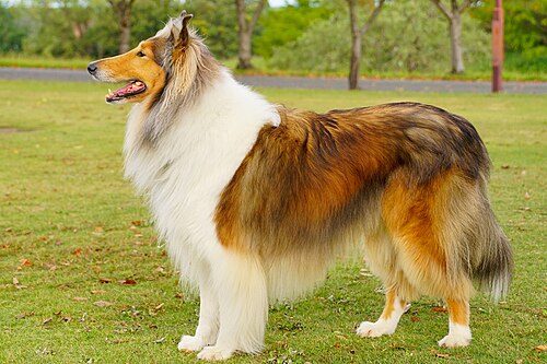 Collie (Rough) — a Herding (AKC) breed