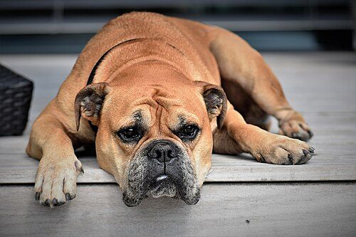 Continental Bulldog — a FCI Group 2 (provisional) breed