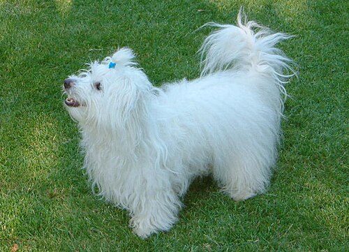 Coton de Tulear — a Non-Sporting (AKC) breed