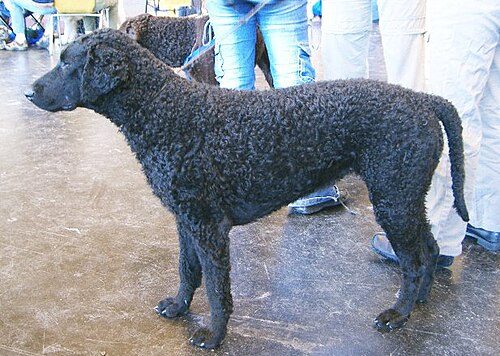 Curly-Coated Retriever — a Sporting (AKC); Gun Dog / FCI Group 8 (retriever) breed