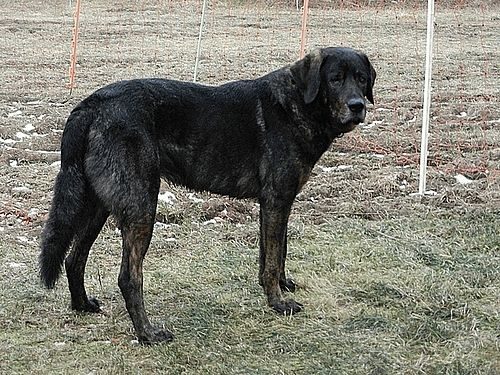 Cão de Castro Laboreiro — a FCI Group 2 breed