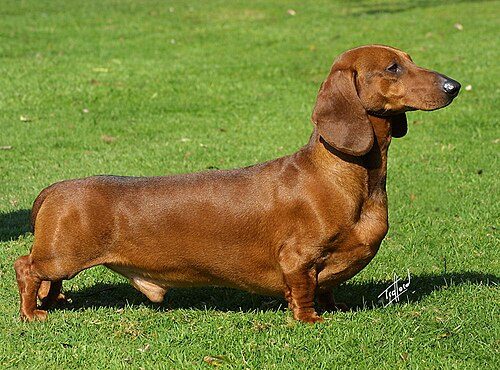 Dachshund — a Hound (AKC) breed