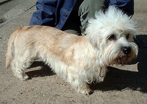 Dandie Dinmont Terrier — a Terrier (AKC); FCI Group 3 breed
