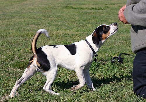 Danish-Swedish Farmdog — a Companion / Farm dog; FCI Group 2 breed