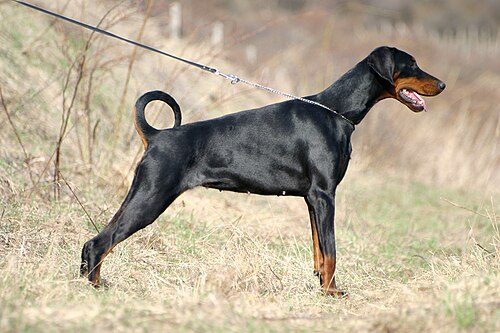 Doberman Pinscher — a Working (AKC) breed