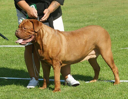 Dogue de Bordeaux — a Working (AKC) breed