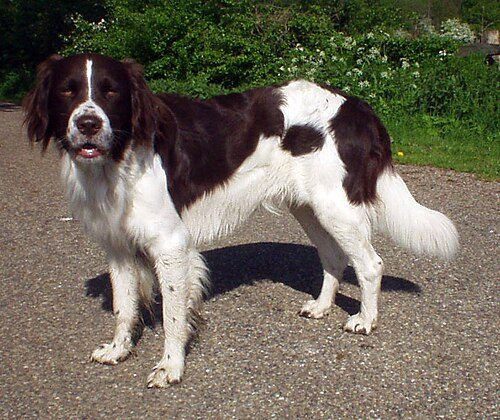 Drentse Patrijshond — a Gun Dog / FCI Group 7 (pointing) breed