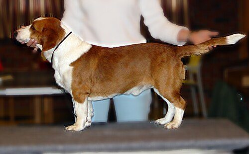 Drever — a Hound (AKC FSS); FCI Group 6 breed