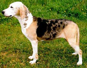 Dunker (Norwegian Hound) — a Hound (rare); FCI Group 6 breed