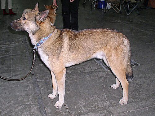 East Siberian Laika — a Spitz; hunting/sled laika; FCI Group 5 breed