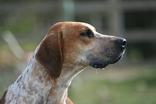 English Foxhound — a Hound (AKC); FCI Group 6 breed