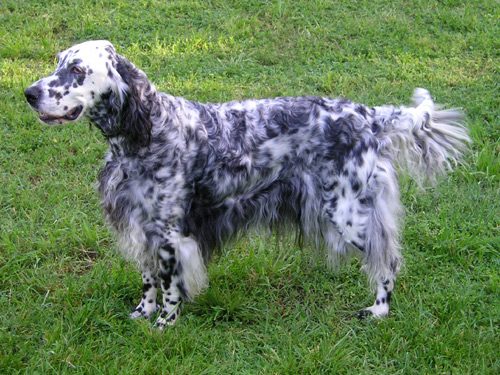 English Setter — a Sporting (AKC) breed