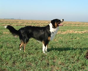 English Shepherd — a Herding (working landrace; USA/UK lineage) breed