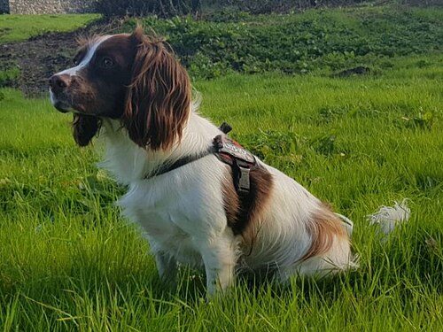 English Springer Spaniel — a Sporting (AKC); Gun Dog (KC) breed