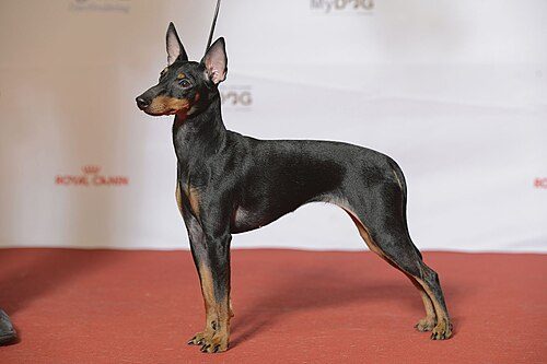 English Toy Terrier (Black and Tan) — a Toy / Companion; FCI Group 3 (toy) breed