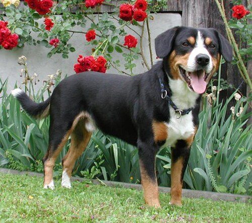 Entlebucher Mountain Dog — a Herding (AKC) breed