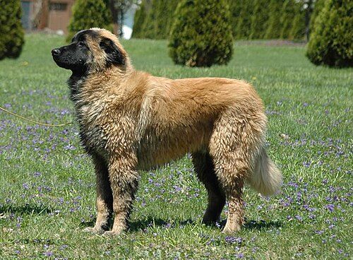 Estrela Mountain Dog — a FCI Group 2 breed