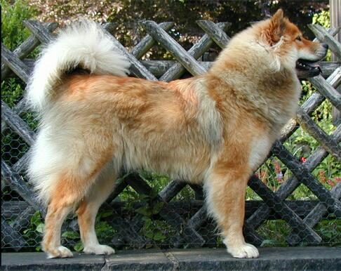 Eurasier — a Spitz; FCI Group 5 breed