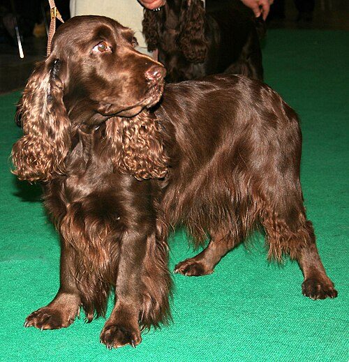 Field Spaniel — a Sporting (AKC) breed