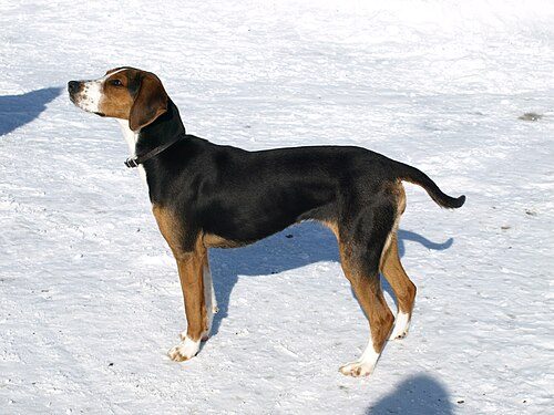 Finnish Hound — a Hound (rare); FCI Group 6 breed