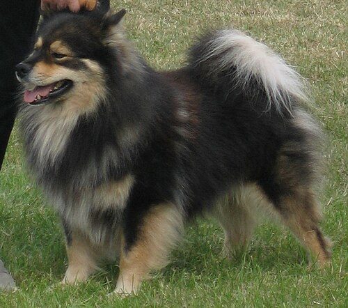 Finnish Lapphund — a Herding (AKC) breed