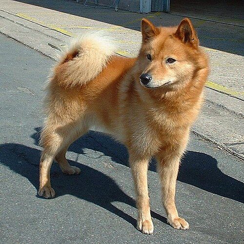 Finnish Spitz — a Non-Sporting (AKC) breed