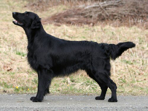 Flat-Coated Retriever — a Sporting (AKC) breed