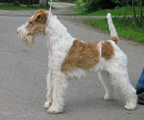 Fox Terrier (Wire) — a Terrier (AKC) breed