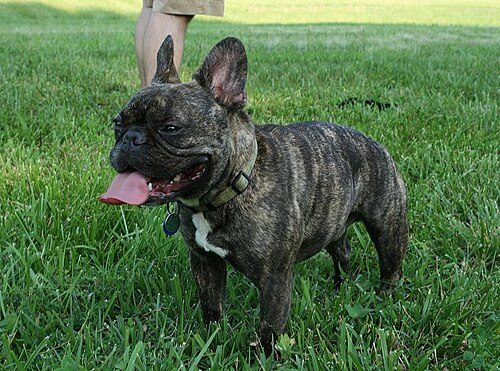 French Bulldog — a Non-sporting (AKC) breed