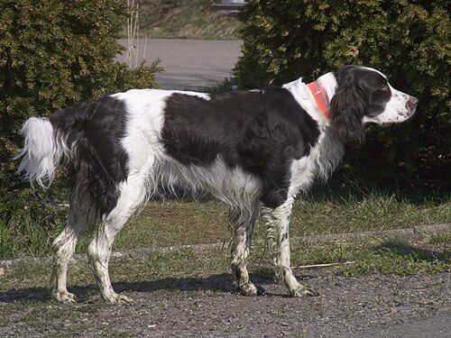 French Spaniel (Epagneul Francais) — a Gun Dog / FCI Group 7 (pointing spaniel) breed