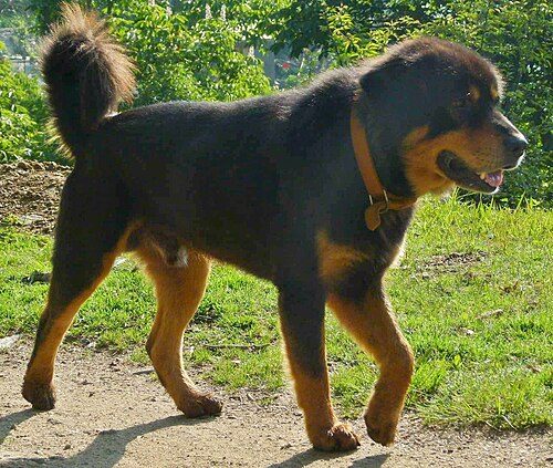 Gaddi Kutta (Himalayan Sheepdog) — a Working / livestock guardian breed