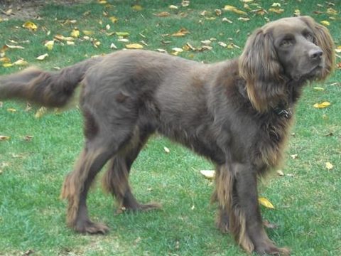 German Longhaired Pointer — a Gun Dog / FCI Group 7 (pointer) breed