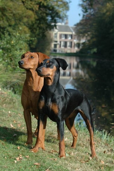 German Pinscher — a Working (AKC); FCI Group 2 breed