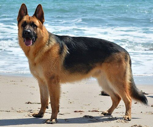 German Shepherd Dog — a Herding (AKC); working breed