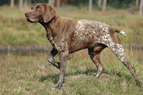 German Shorthaired Pointer — a Sporting (AKC) breed