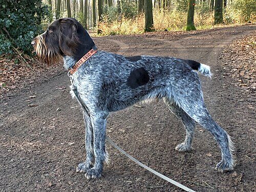 German Wirehaired Pointer — a Sporting (AKC) breed