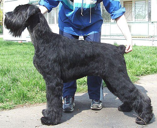 Giant Schnauzer — a Working (AKC) breed