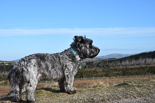 Glen of Imaal Terrier — a Terrier (AKC); FCI Group 3 breed