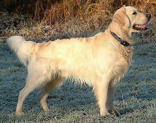 Golden Retriever — a Sporting (AKC); Gun Dog (KC) breed
