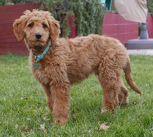 Goldendoodle (Golden Retriever × Poodle) — a Hybrid — not recognised as breed breed