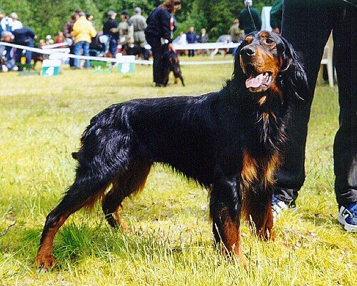Gordon Setter — a Sporting (AKC) breed
