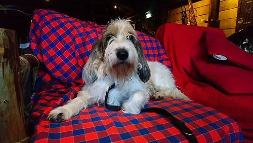 Grand Basset Griffon Vendeen — a Hound (AKC); FCI Group 6 breed