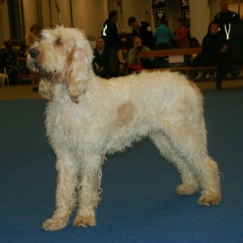 Grand Griffon Vendeen — a Hound (rare); FCI Group 6 breed