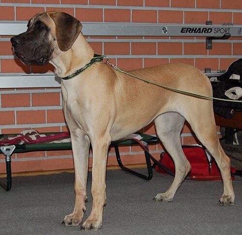 Great Dane — a Working (AKC) breed