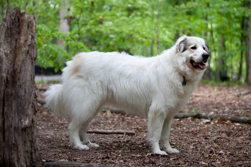 Great Pyrenees — a Working (AKC) breed
