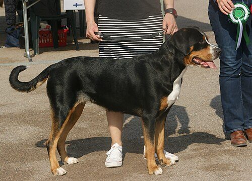 Greater Swiss Mountain Dog — a Working (AKC); FCI Group 2 breed